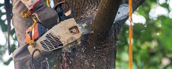 How Our Tree Care Process Works  in  Vinita, OK